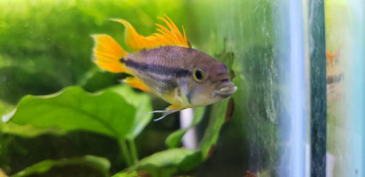 Apistogramma cacatuodies orange flash males