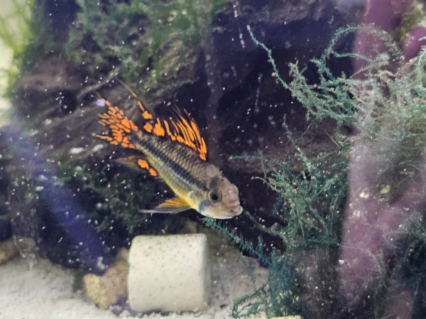 Apistogramma cacatuodies triple red males