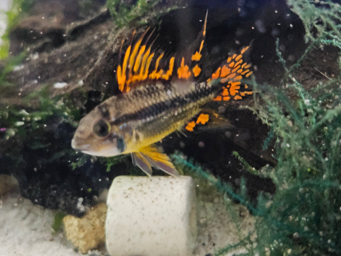 Apistogramma cacatuodies triple red males