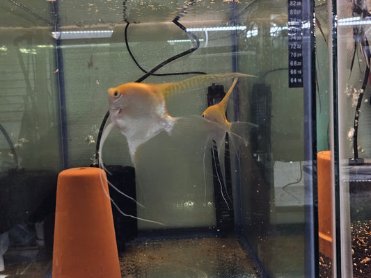 Gold head vailtail angelfish pair