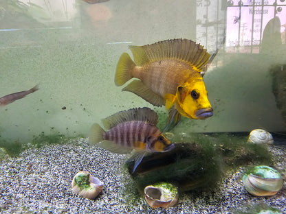 Wild Gold head compressiceps pair