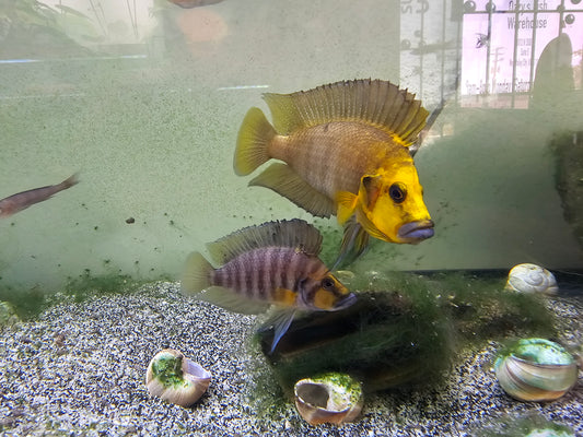 Wild Gold head compressiceps pair