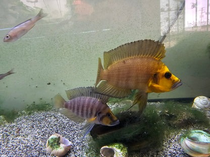 Wild Gold head compressiceps pair