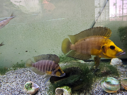 Wild Gold head compressiceps pair