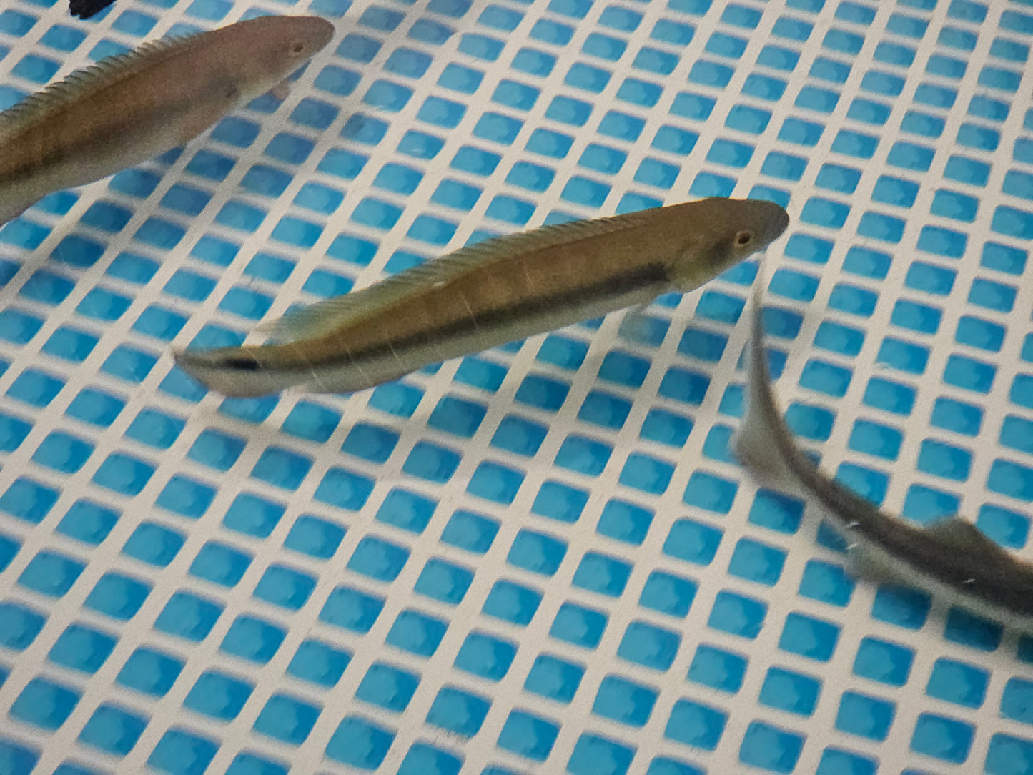 Venezuelan pike pair