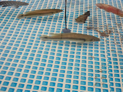 Venezuelan pike pair