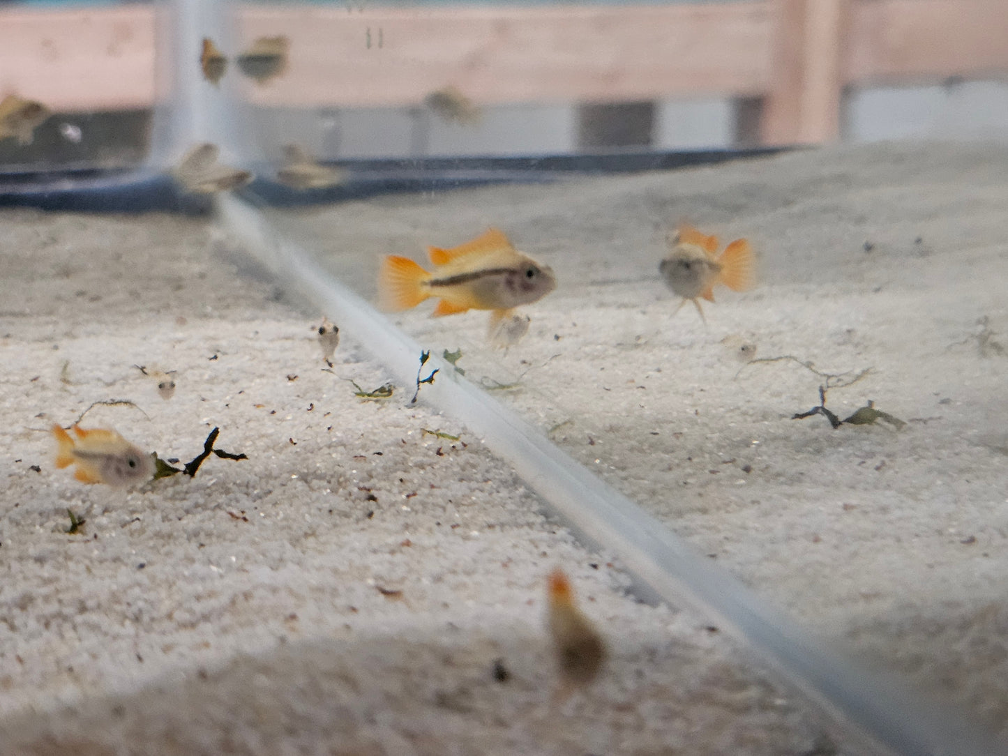 Apistogramma cacatuodies orange flash males