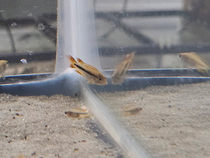 Apistogramma cacatuodies triple red males