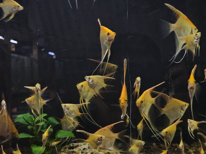 Gold vailtail angelfish