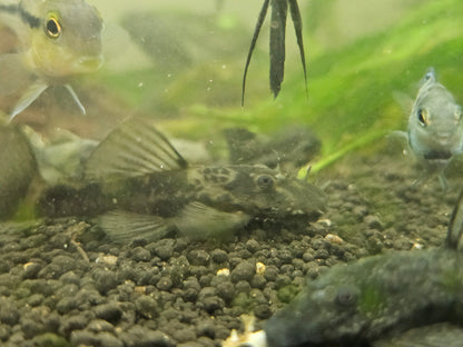 Green dragon bristle nose pleco