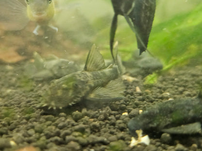 Green dragon bristle nose pleco