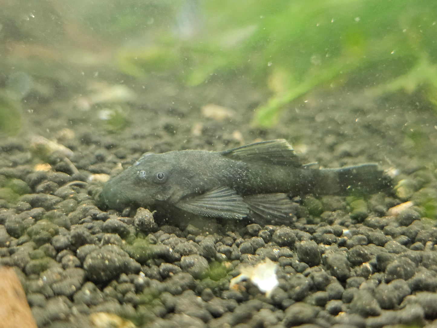 Juvenile Green dragon bristle nose pleco