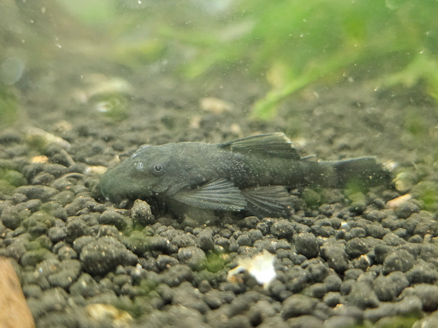 Juvenile Green dragon bristle nose pleco