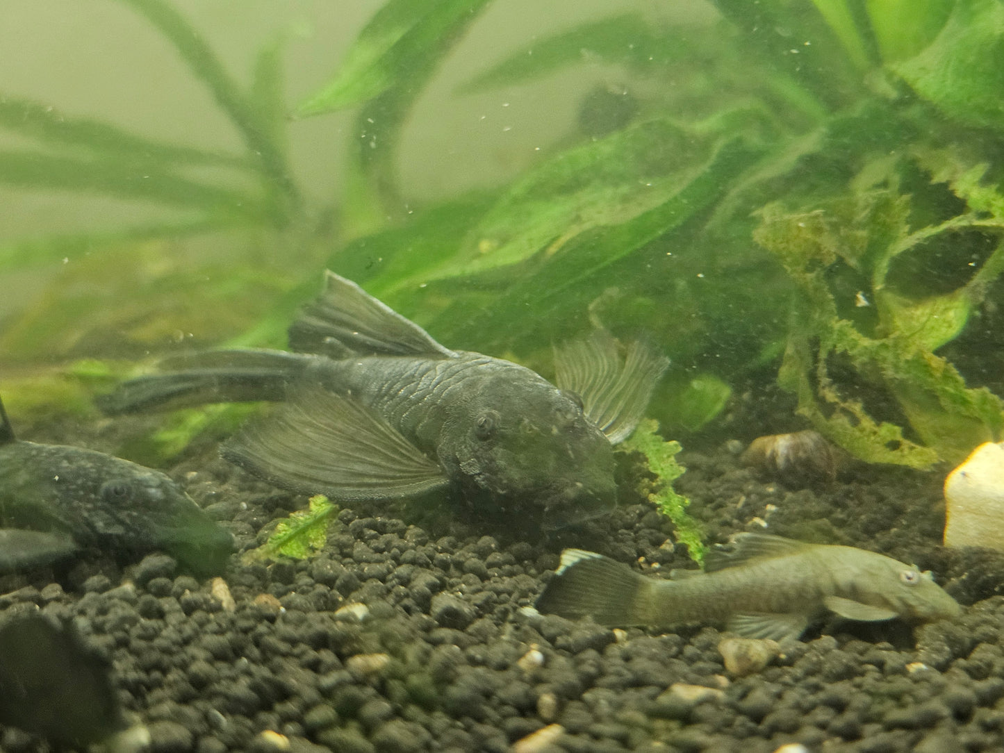 Juvenile Green dragon bristle nose pleco