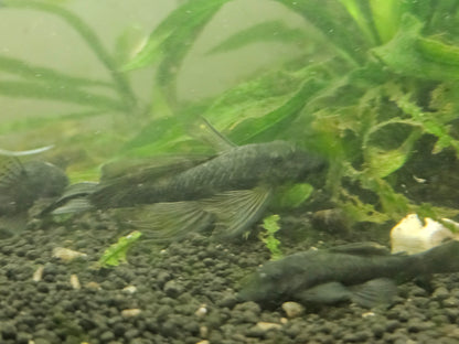 Juvenile Green dragon bristle nose pleco