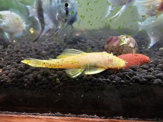 Shortfin Albino bristle nose pleco