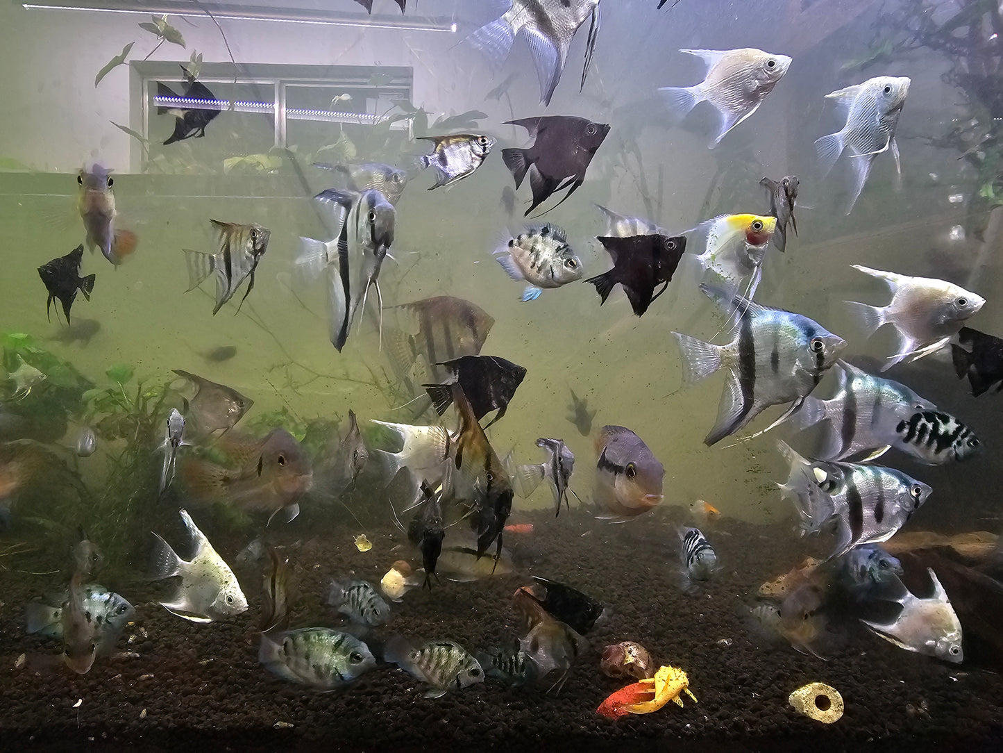 10 Mix pack angelfish