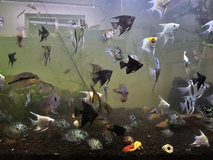 10 Mix pack angelfish