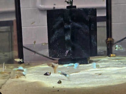 Blue pastel guppies females