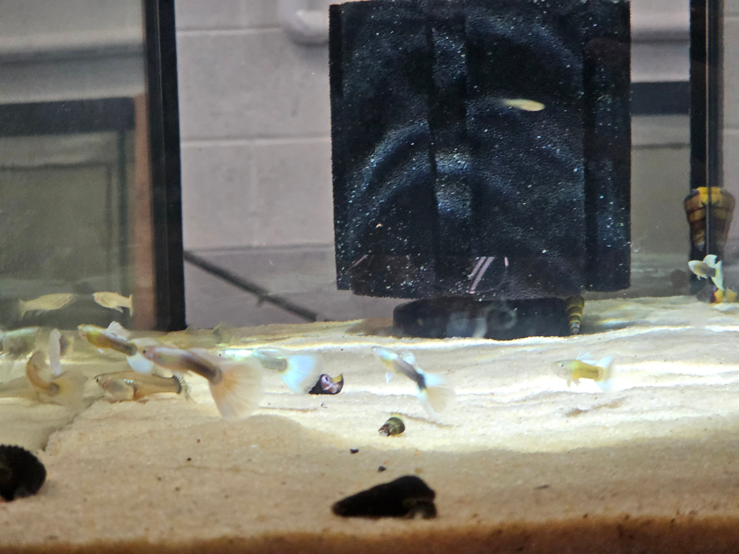 Blue pastel guppies females