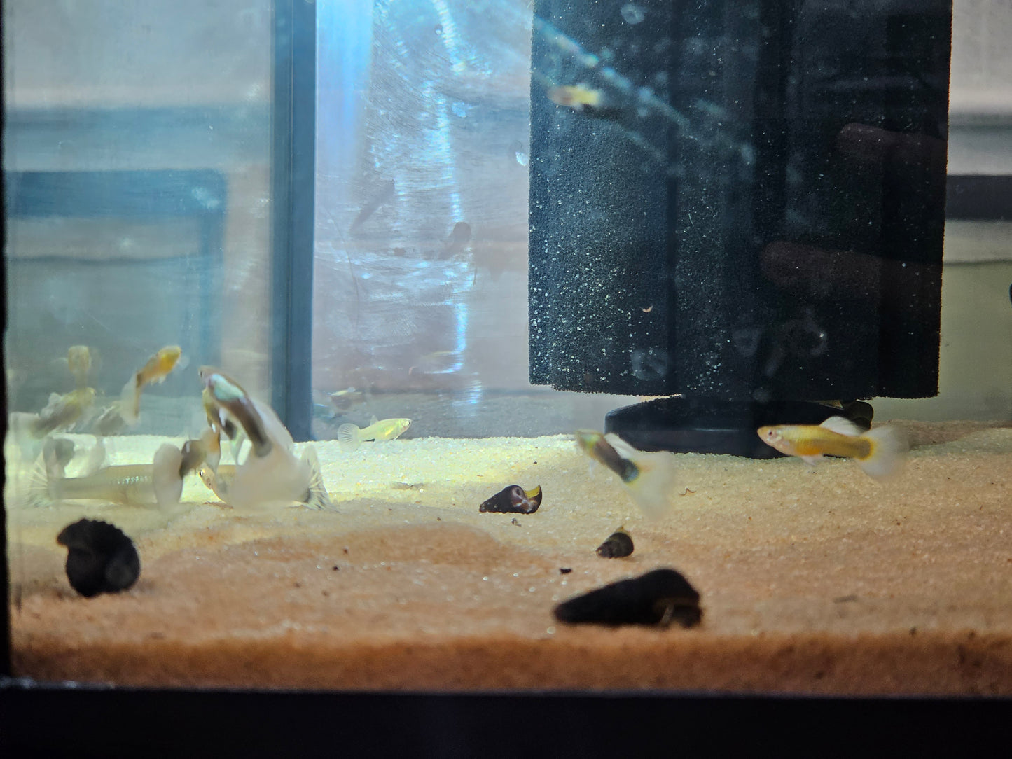 Blue pastel guppies females