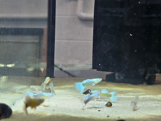 Blue pastel guppies males