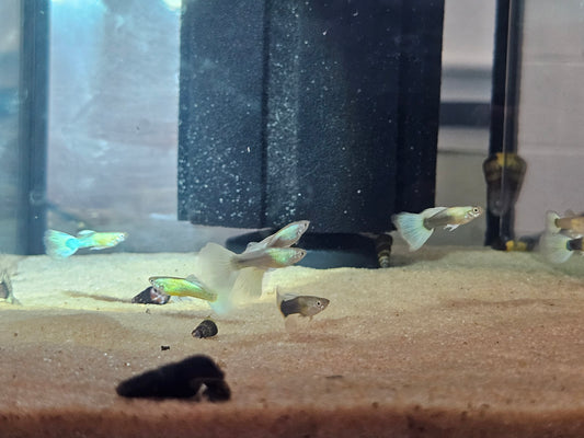 Blue pastel guppies females