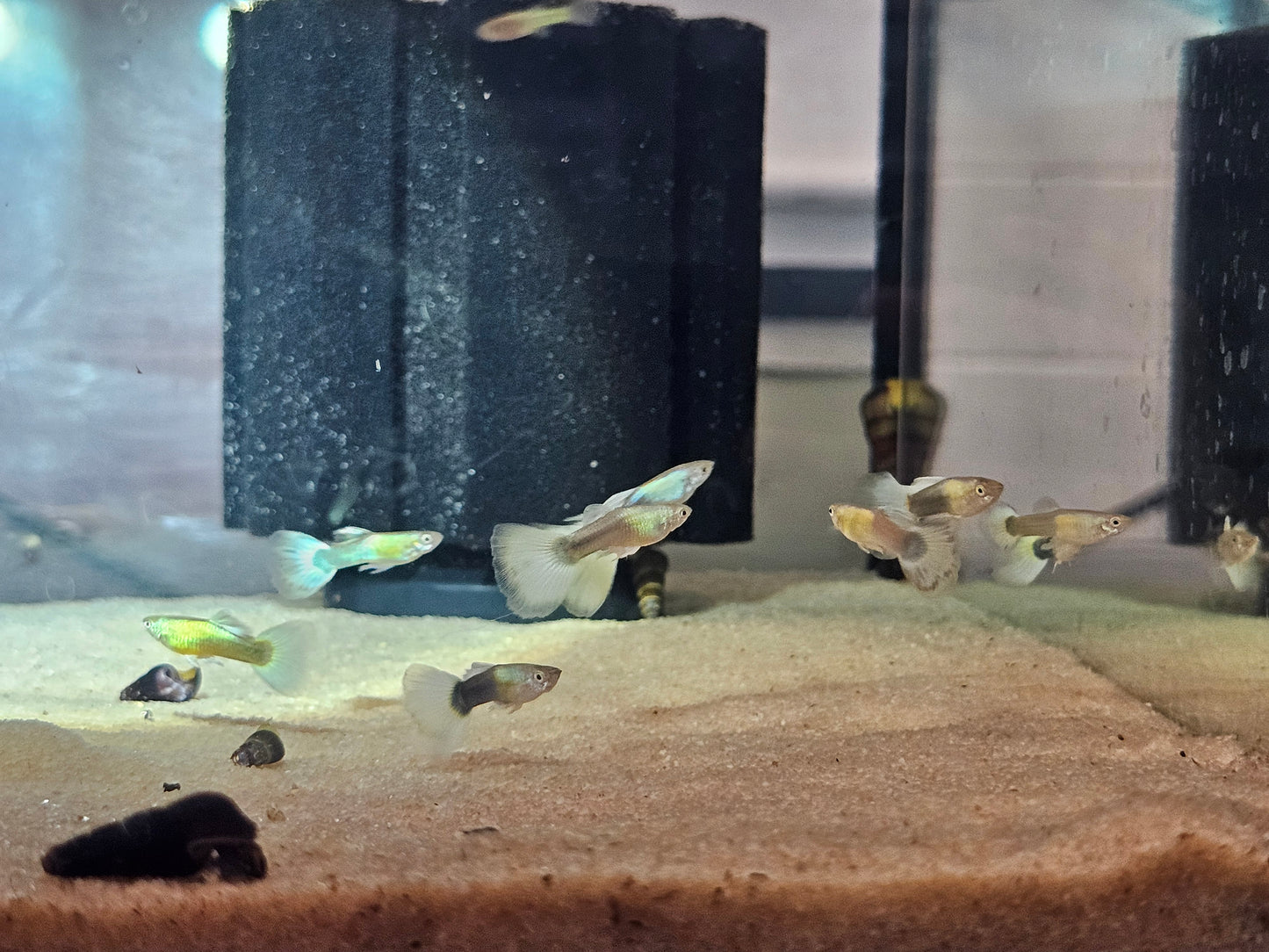 Blue pastel guppies females