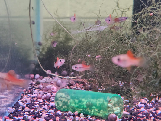 Pineapple swordtail