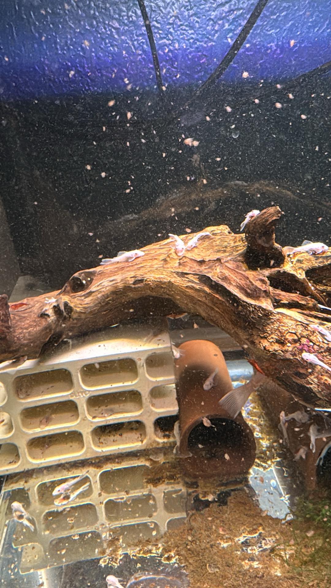 Snow white bristle nose pleco